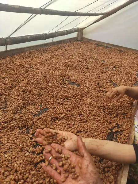 imagen Café Especial seleccionado Tostado y Molido